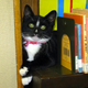Illustration for article titled Caturday - Library Cat Edition